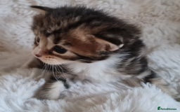 Maine Coon cats for sale: 100% Maine Coon Kittens DNA HEALTH TESTED PARENTS  - Image 25