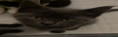 Mixed Breed Kitten 4