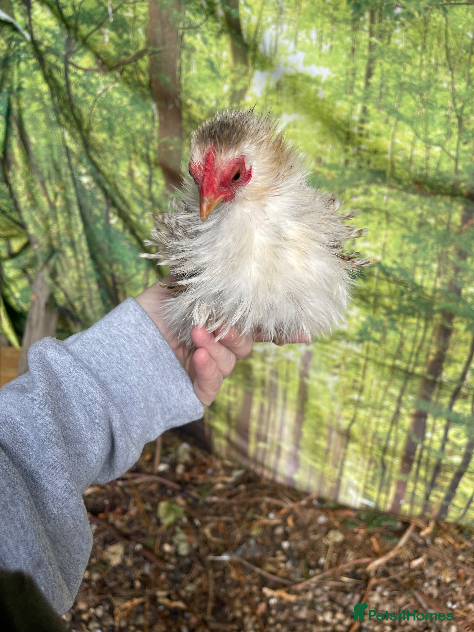 Chickens poultry 3 silkied Serama hens  - Advert 6