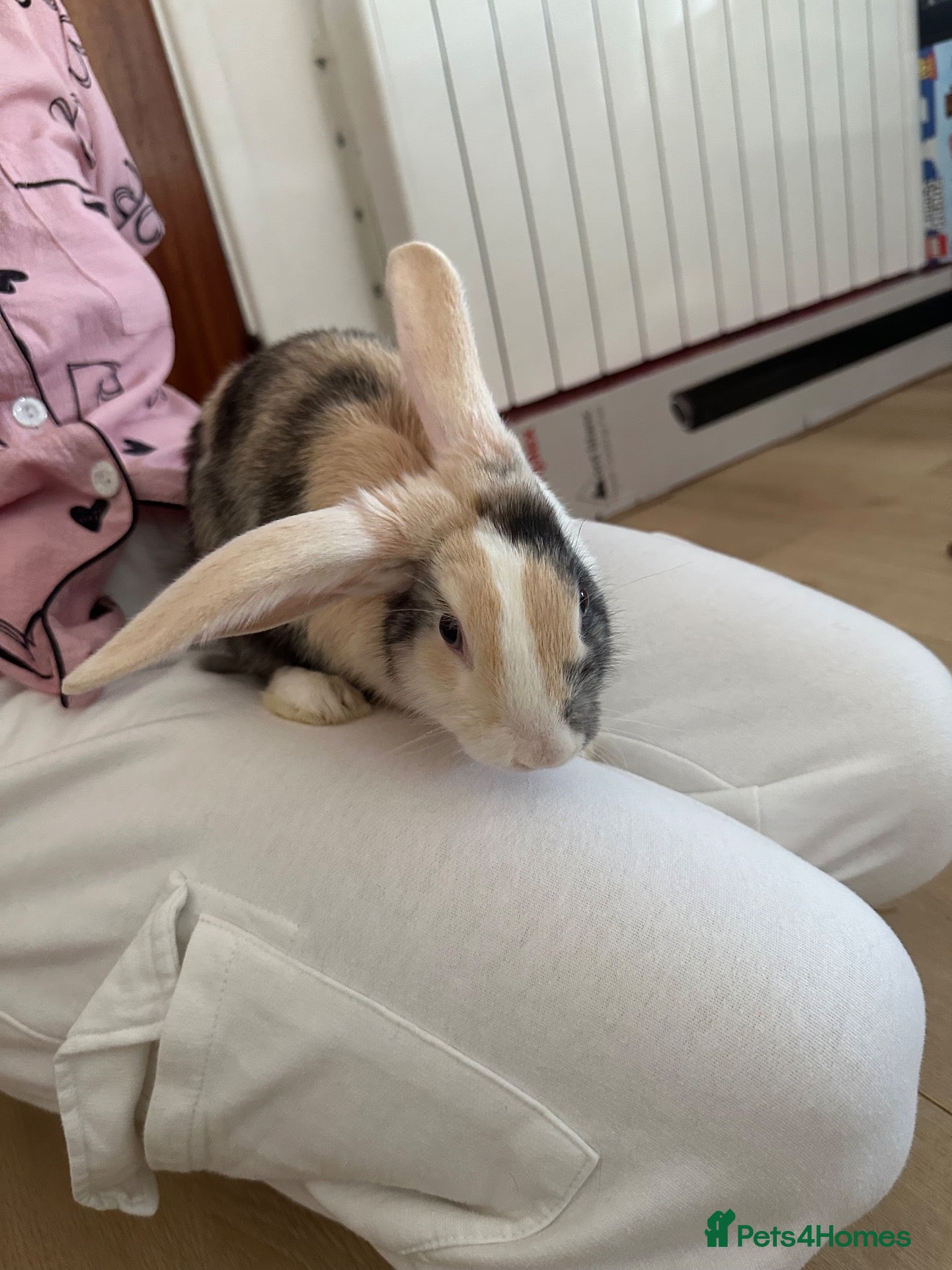Mixed Breed rabbits Beautiful Spot mix Bunny - Advert 1