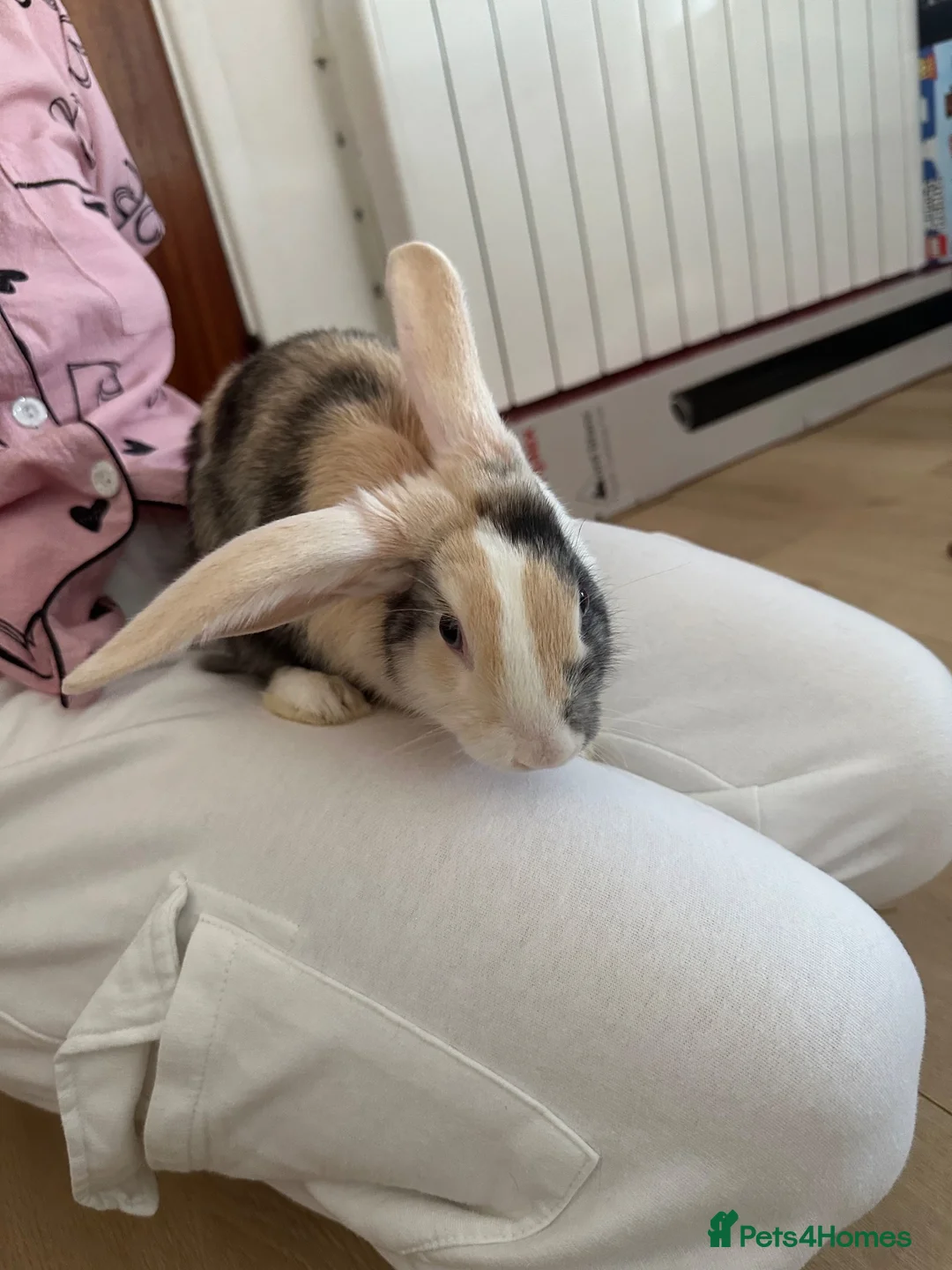 Mixed Breed rabbits for sale: Beautiful Spot mix Bunny in Gosport - Advert 1