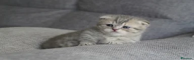 Blue/grey tabby - short legs