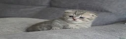 Munchkin cats for sale: Beautiful munchkin kittens - Advert 6