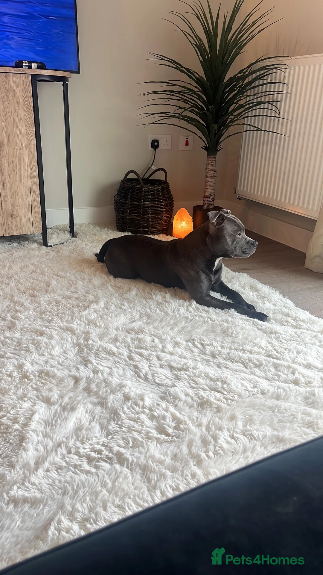 Staffordshire Bull Terrier dogs for stud: Trigger  in Wigan - Advert 17