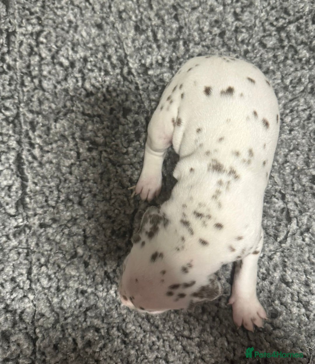 Dalmatian dogs for sale: Liver spotted Dalmatians  - Advert 7