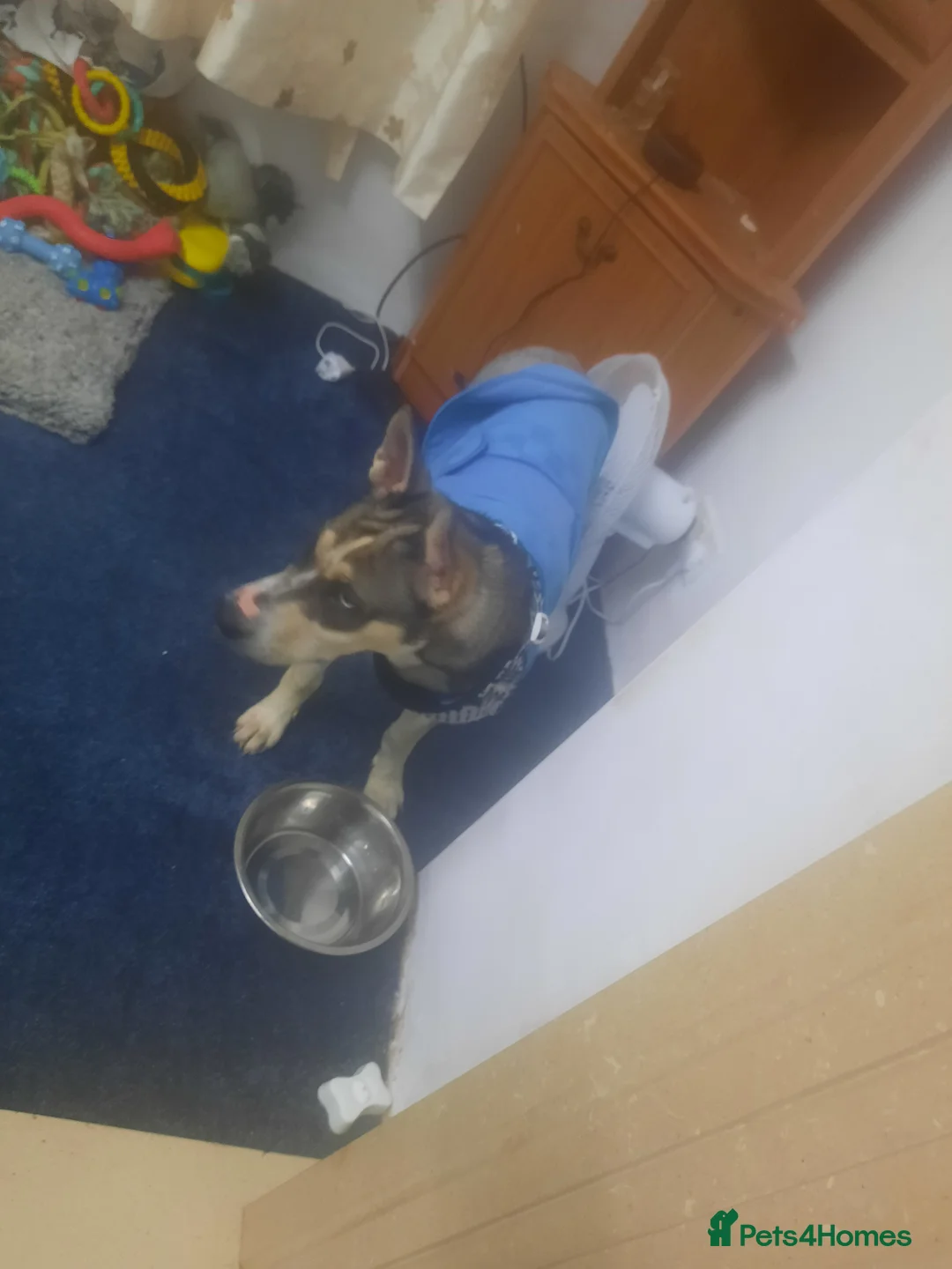 Mixed Breed dogs for sale: Female pup  - Advert 2