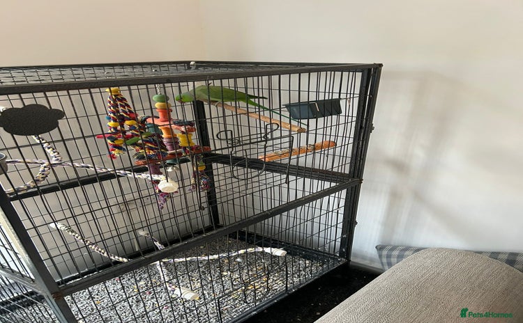 Ringnecks birds - Advert 3