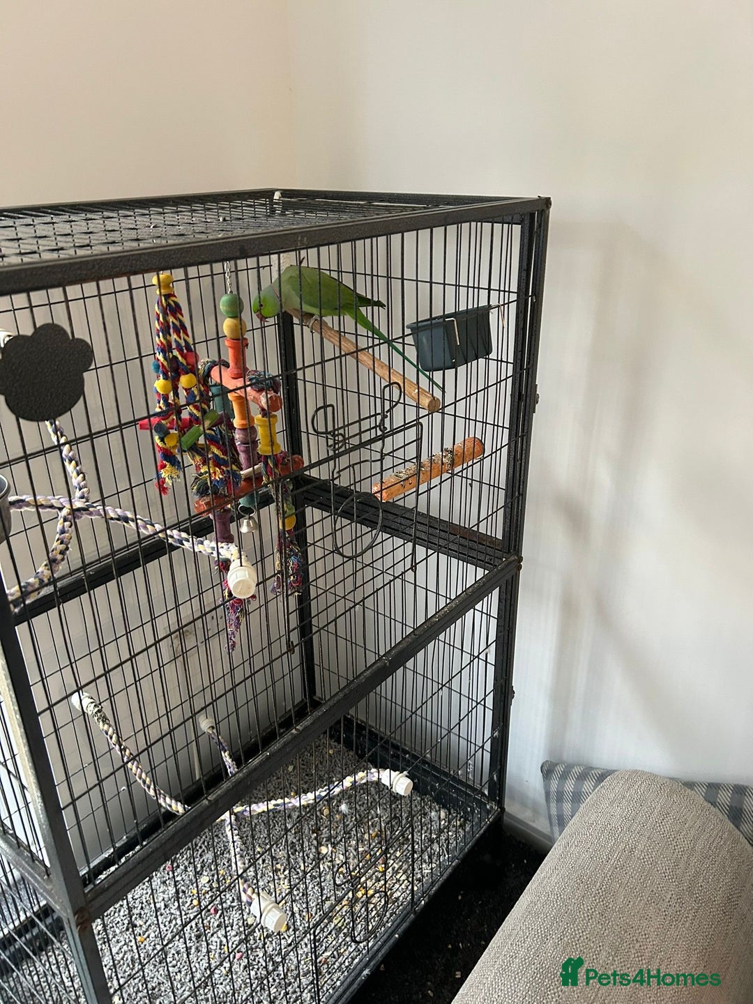 Ringnecks birds for sale: Male Green Ringneck for sale  - Image 1