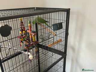 Ringnecks birds - Advert 6