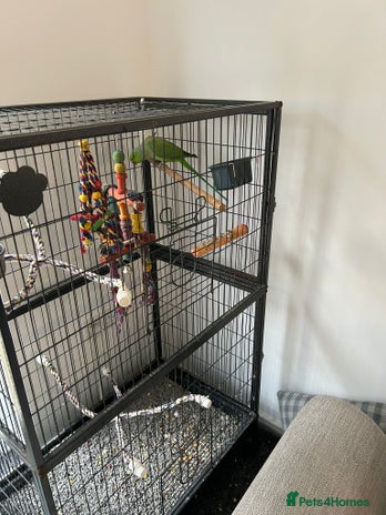 Ringnecks birds - Advert 1