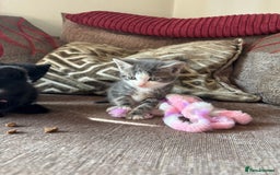 Mixed Breed cats for sale: Kittens for sale  - Image 7