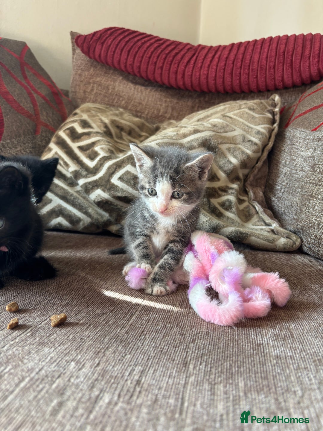 Mixed Breed cats for sale: Kittens for sale  - Image 7