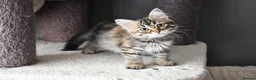 Siberian cats for sale: Siberian Kitens from Tunguska House Cattery - Advert 5