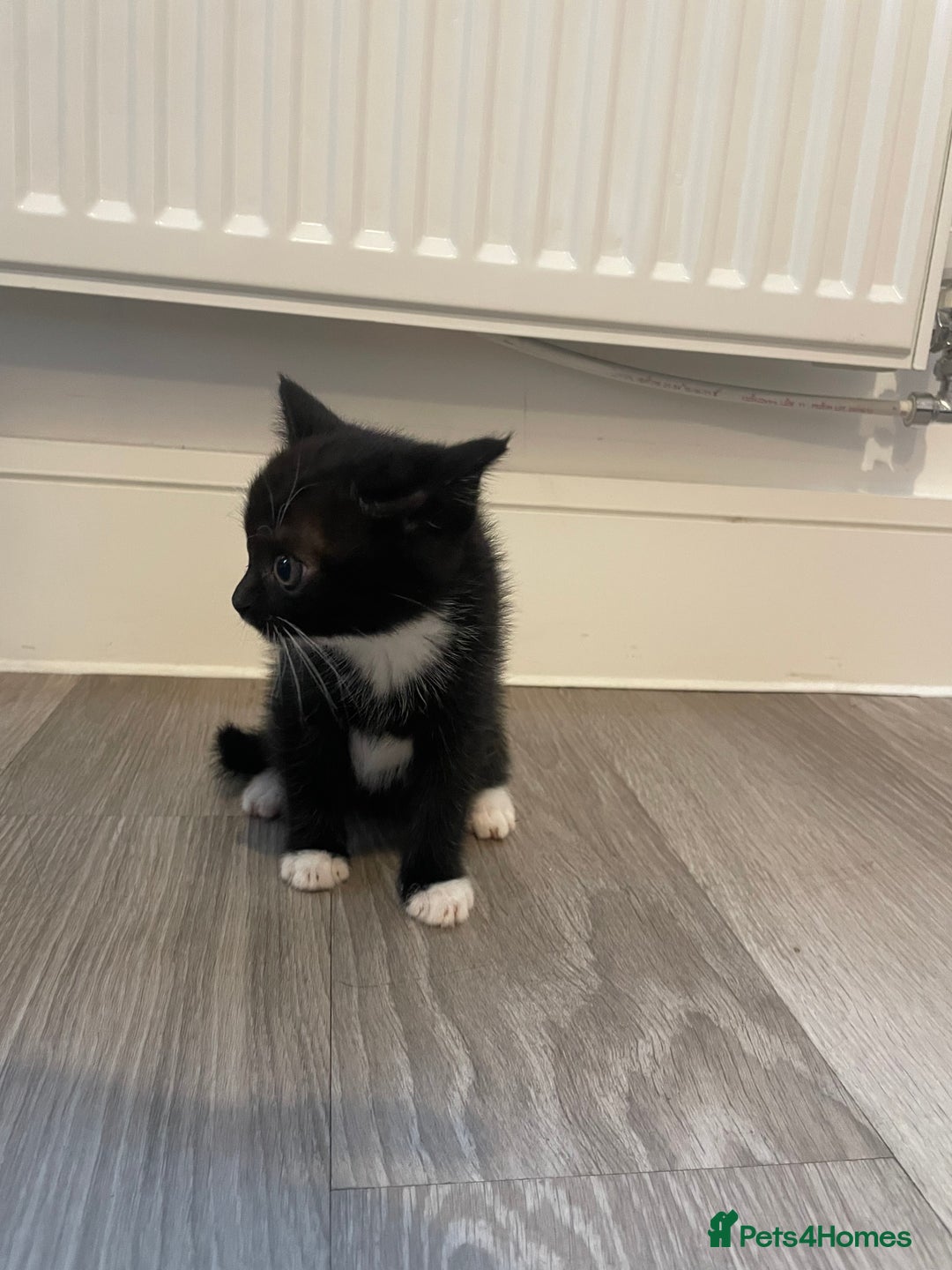 Mixed Breed cats for sale: Kittens For Sale  - Image 6
