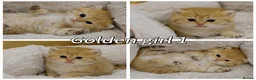 British Shorthair cats for sale: Pedigree BSH golden kitten TICA registered  - Advert 2