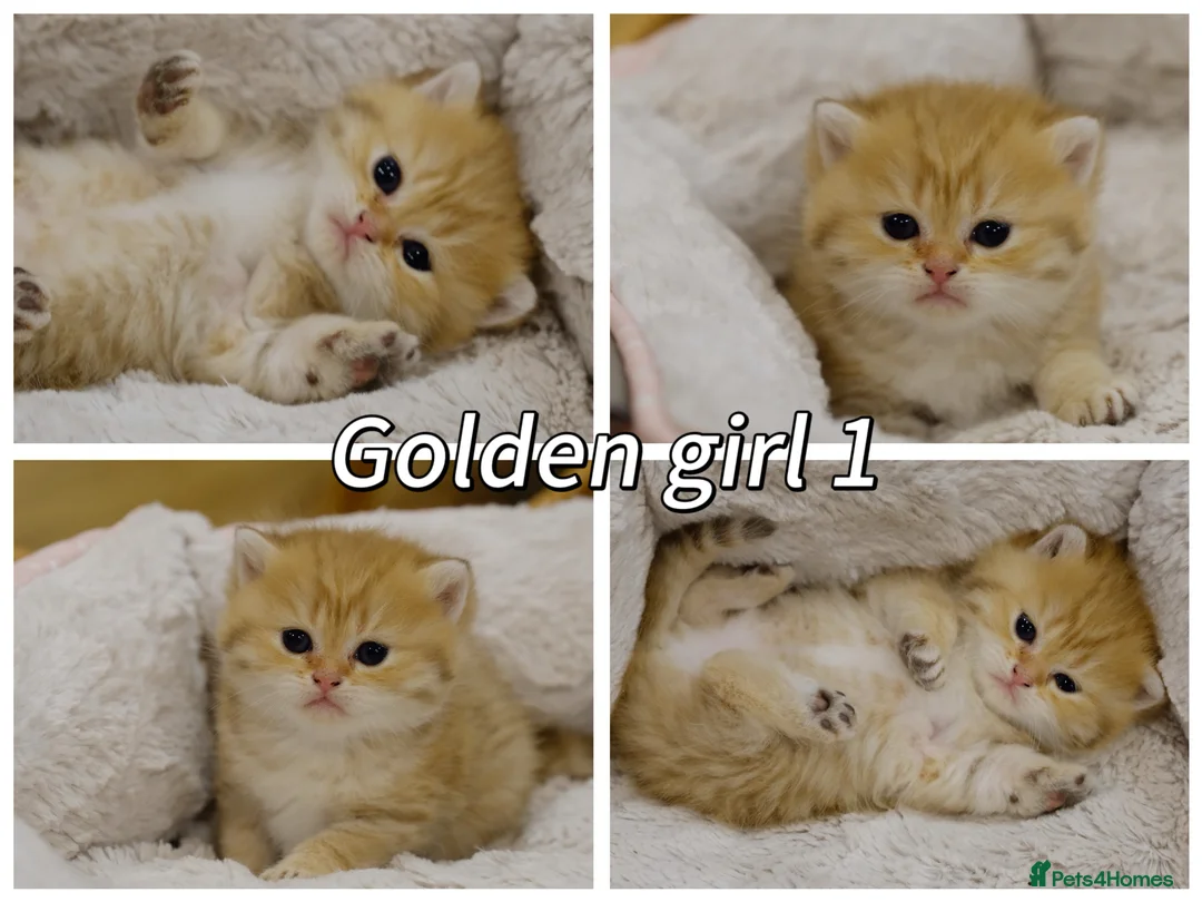 British Shorthair cats for sale: Pedigree BSH golden kitten TICA registered  - Advert 2