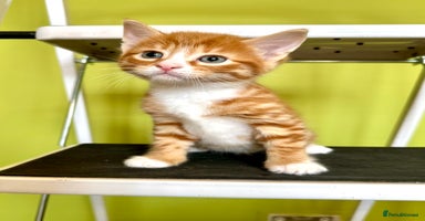 Mixed Breed cats - Advert 3