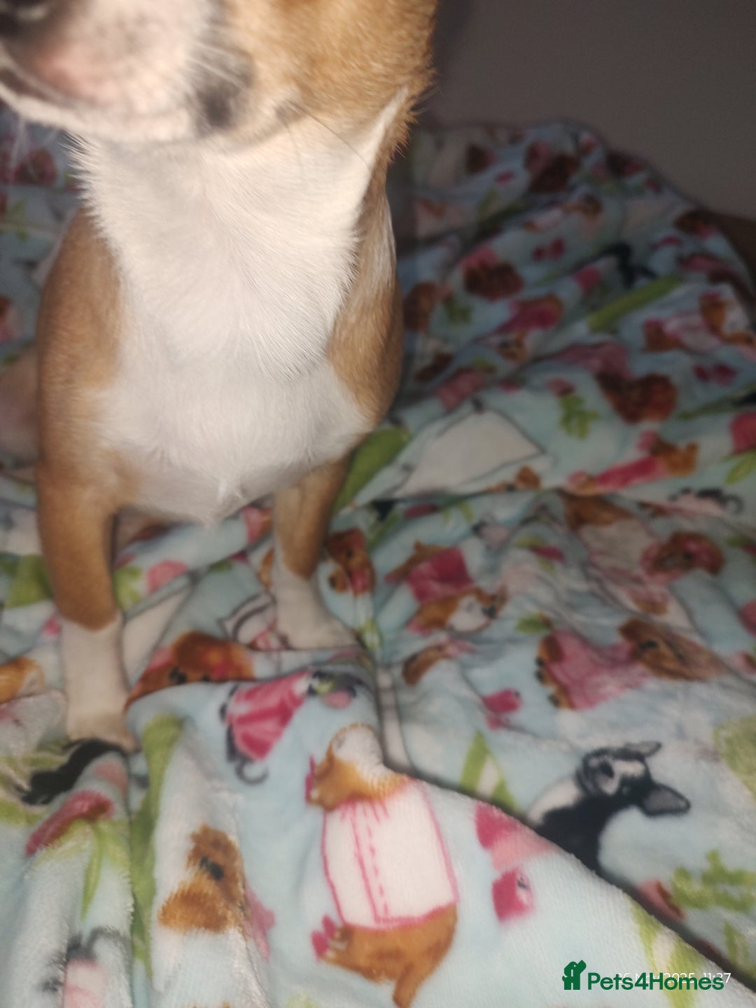 Chihuahua dogs for sale: Adorable Loving hand reared ready now Chihuahuas - Advert 31