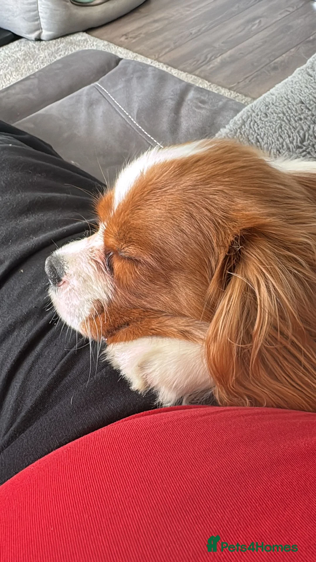 Cavalier King Charles Spaniel dogs for sale: 7 months old king charles cavalier  in Lymm - Advert 5