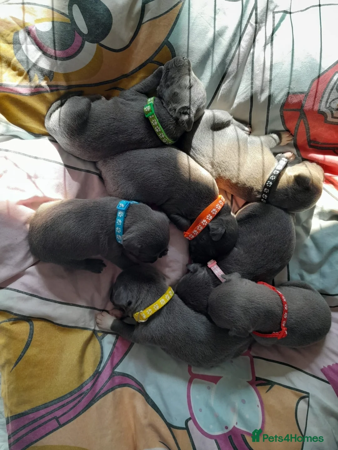 Staffordshire Bull Terrier dogs for stud: 💙 50+ LITTERS PROVEN. BLUE STUD 💙 in Erith - Advert 13