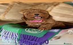 Cavapoo dogs for sale: Extensively Health Tested F1b Cavapoo Puppies   - Image 1