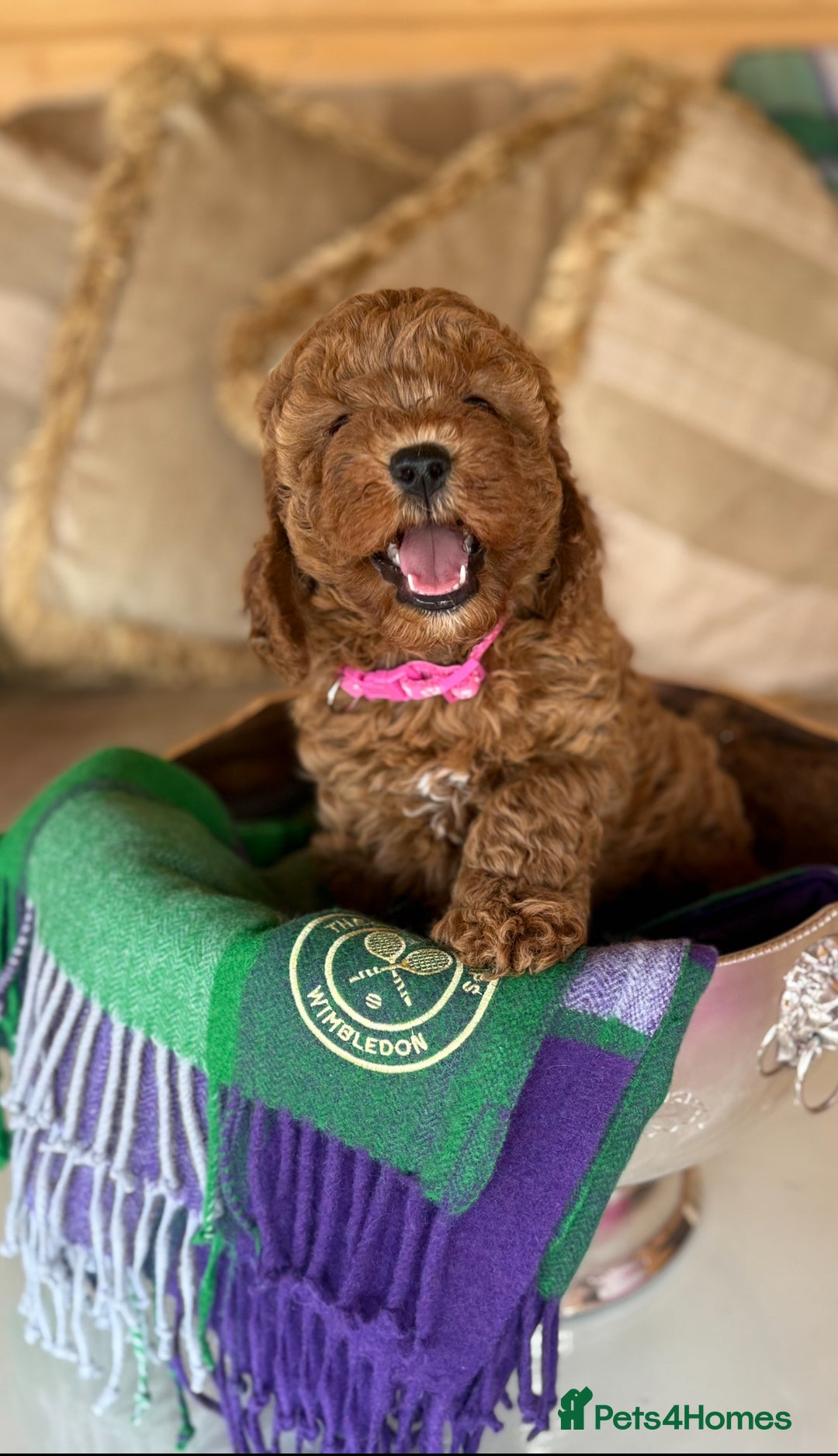 Cavapoo dogs for sale: Extensively Health Tested F1b Cavapoo Puppies   - Image 1