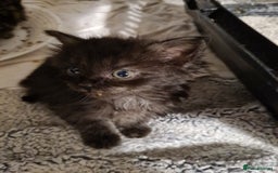 Mixed Breed cats for sale: Beautiful mixed kittens - Advert 6