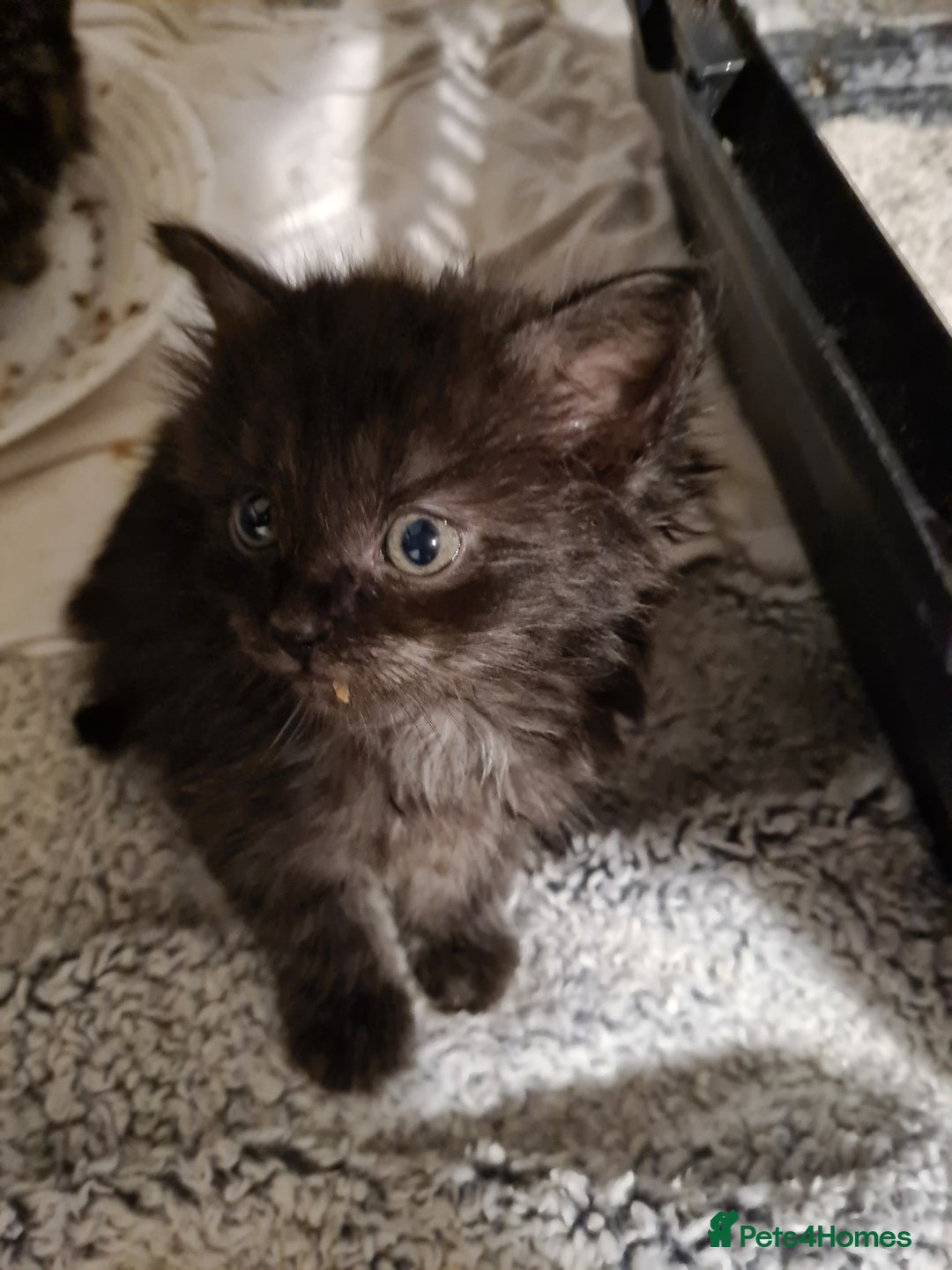 Mixed Breed cats for sale: Beautiful mixed kittens - Advert 6