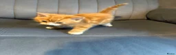 Mixed Breed cats for sale: 3 kittens for sale  - Advert 9