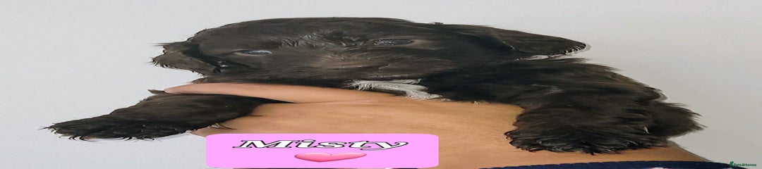 Misty (light pink) 