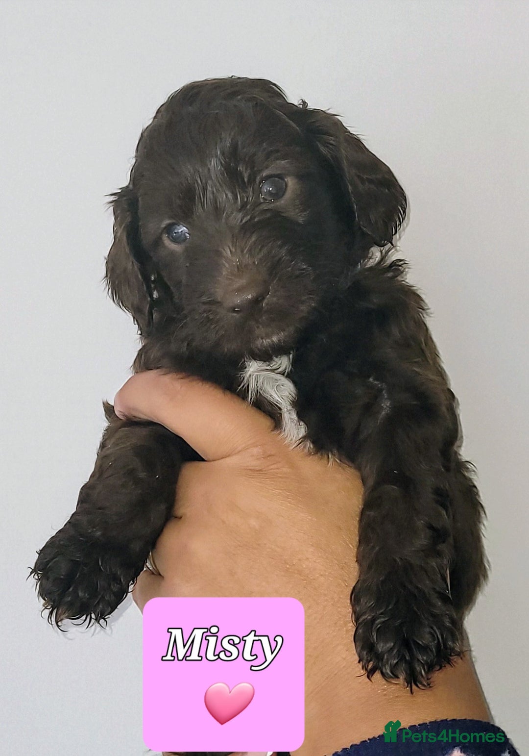 Sproodle dogs for sale: Gorgeous Chocolate Sproodle Puppies - Image 4
