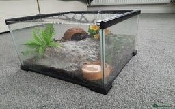 Tarantulas invertebrates for sale: Brazilian Black Sub Adult Female  - Image 5