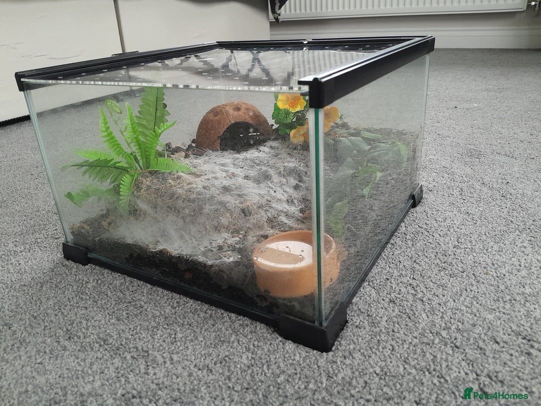 Tarantulas invertebrates for sale: Brazilian Black Sub Adult Female  - Image 5