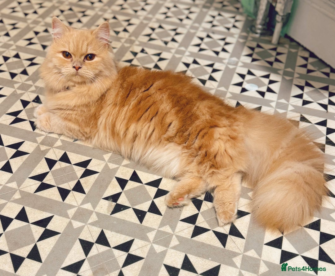 Persian cats for sale: Persian kittens 2 gorgeous boys  - Image 21