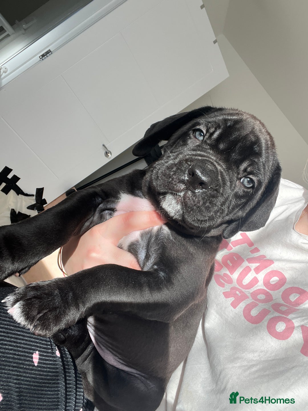 Cane Corso dogs for sale: Yuki X Aries Russian Champ Bloodline Puppies - Advert 8