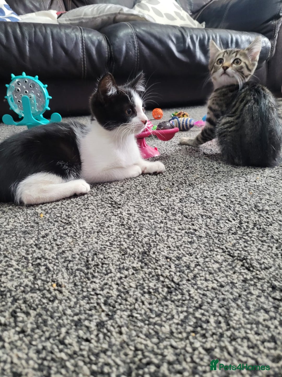 British Shorthair cats for sale: Beautiful kittens for sale  - Image 6