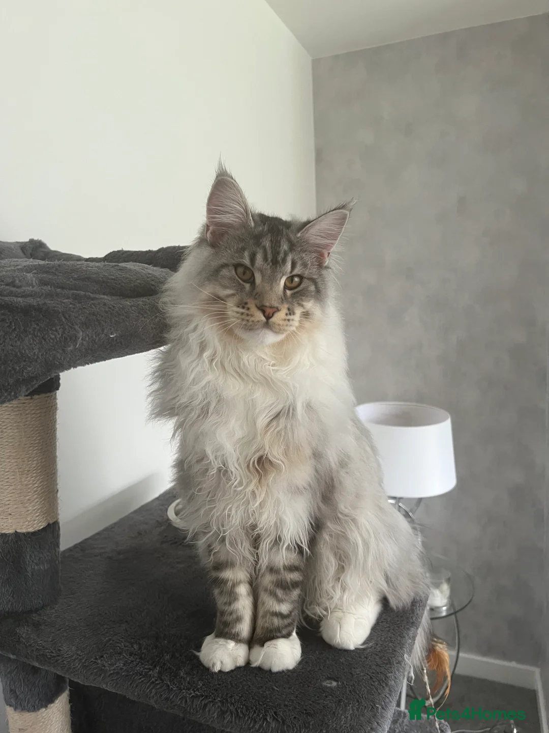 Maine Coon cats for stud: STUD ONLY Maine Coon boy Silver Blue Tabby in Glasgow - Advert 2