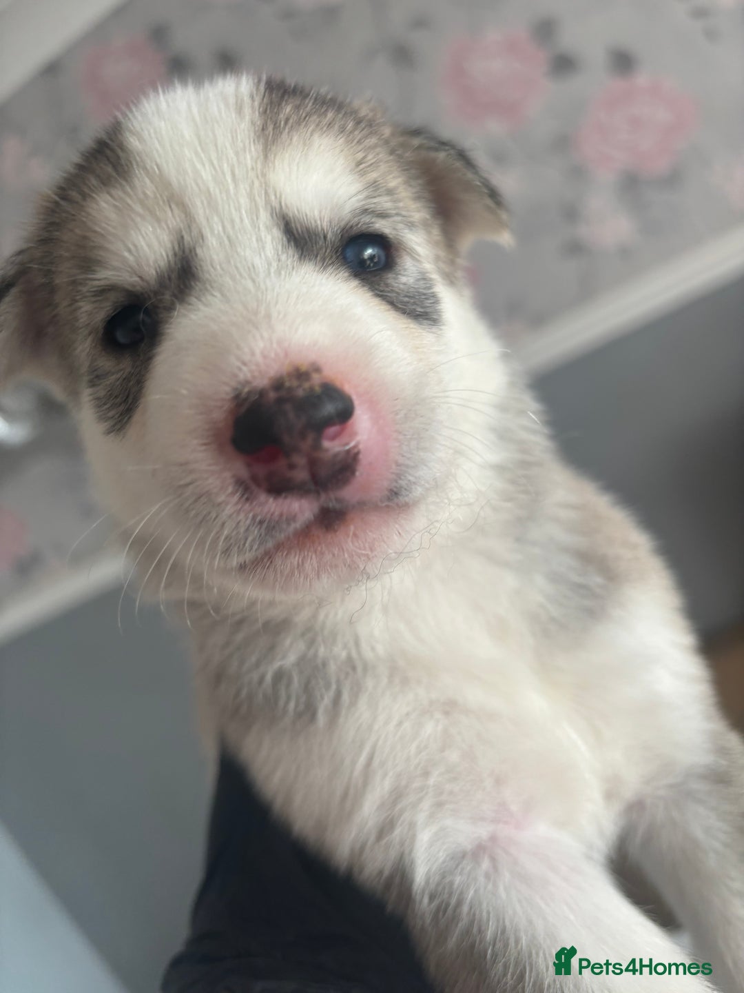 Siberian Husky dogs for sale: Siberian huskies  for sale  - Image 30