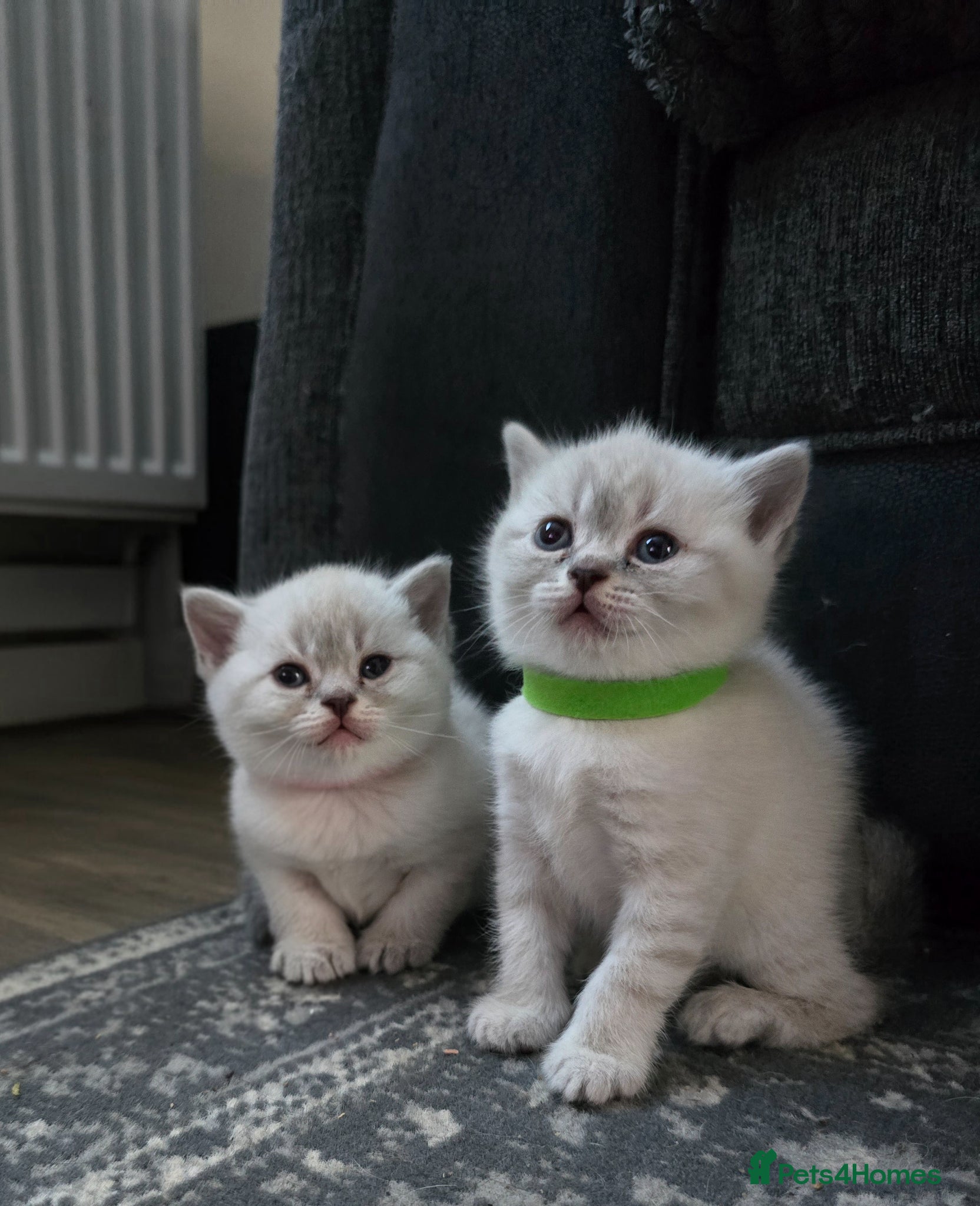 British Shorthair cats British shorthair x persian kittens  - Advert 1