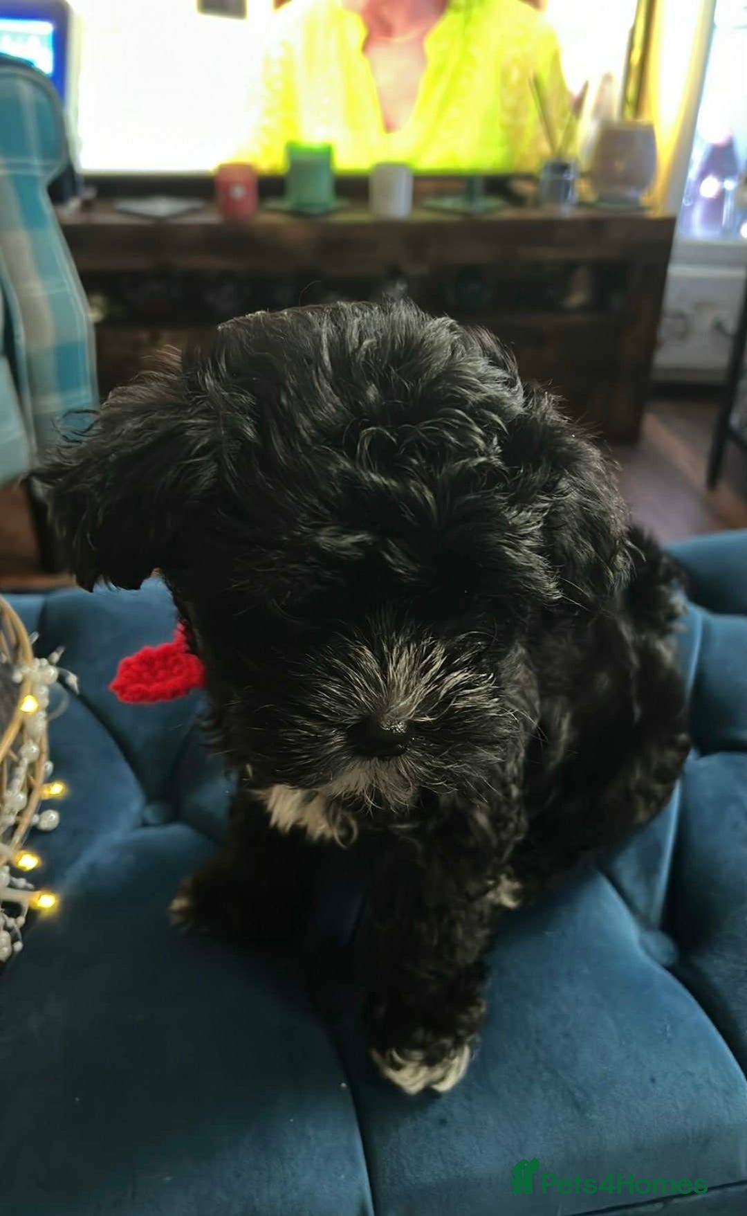 Mixed Breed dogs for sale: Maltese cross Chinese crested puppies for sale - Advert 8