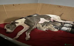 Whippet dogs for sale: Pedigree Purebred Blue and Two Toned Whippets - Image 4