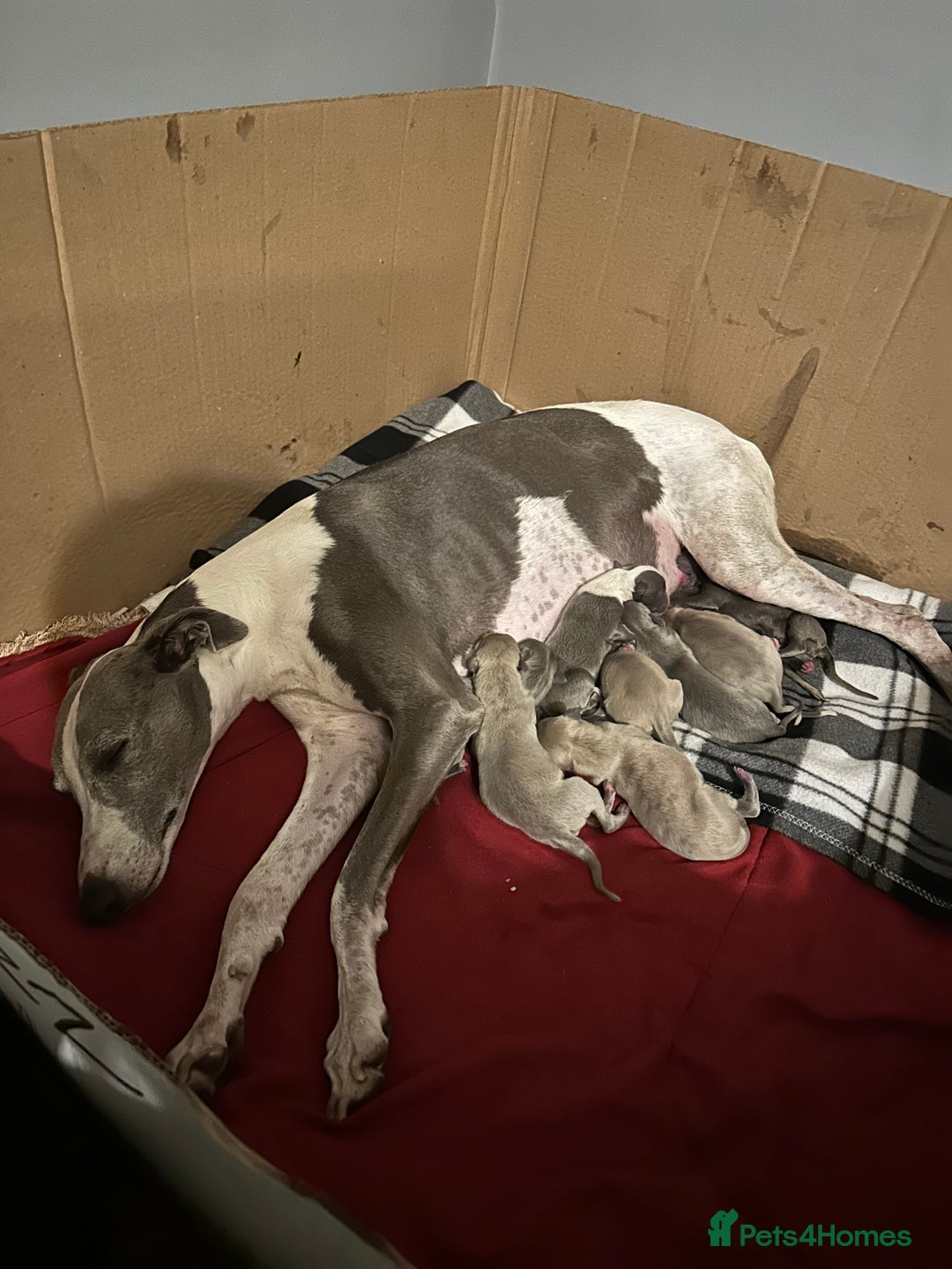 Whippet dogs for sale: Pedigree Purebred Blue and Two Toned Whippets - Image 4