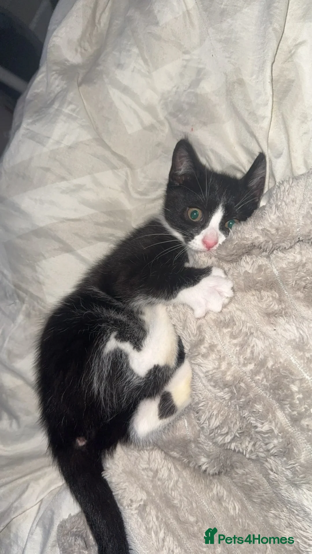 Mixed Breed cats for sale: 2 x female kittens  in Dudley - Advert 2
