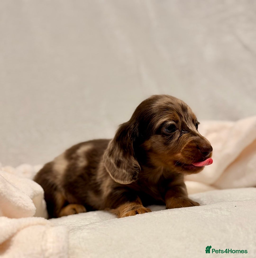 Miniature Dachshund dogs for sale: Long haired dachshund puppie - Advert 11
