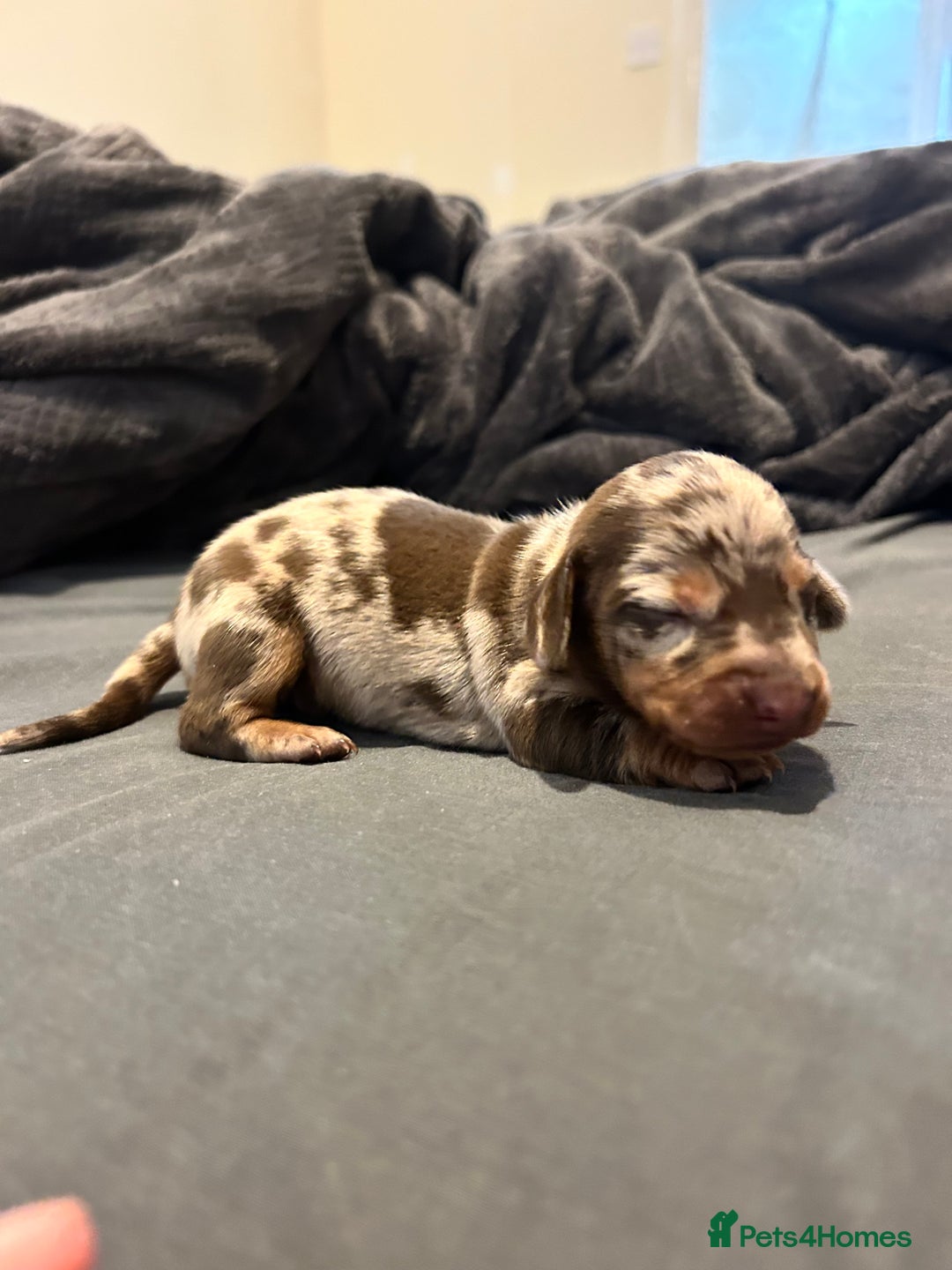 Miniature Dachshund dogs for sale: Beautiful miniature dachshunds  - Advert 9