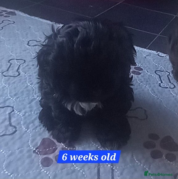 Shihpoo dogs Shihpoo puppies for sale - Advert 3