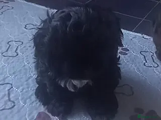 Shihpoo dogs Shihpoo puppies for sale - Advert 3