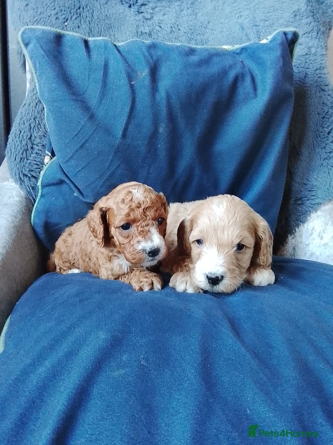 Cavapoo dogs for sale: F1b Cavapoo Puppies  - Advert 5