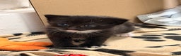 Domestic Shorthair cats for sale: 3 baby kittens ready for  **  eve - Advert 10