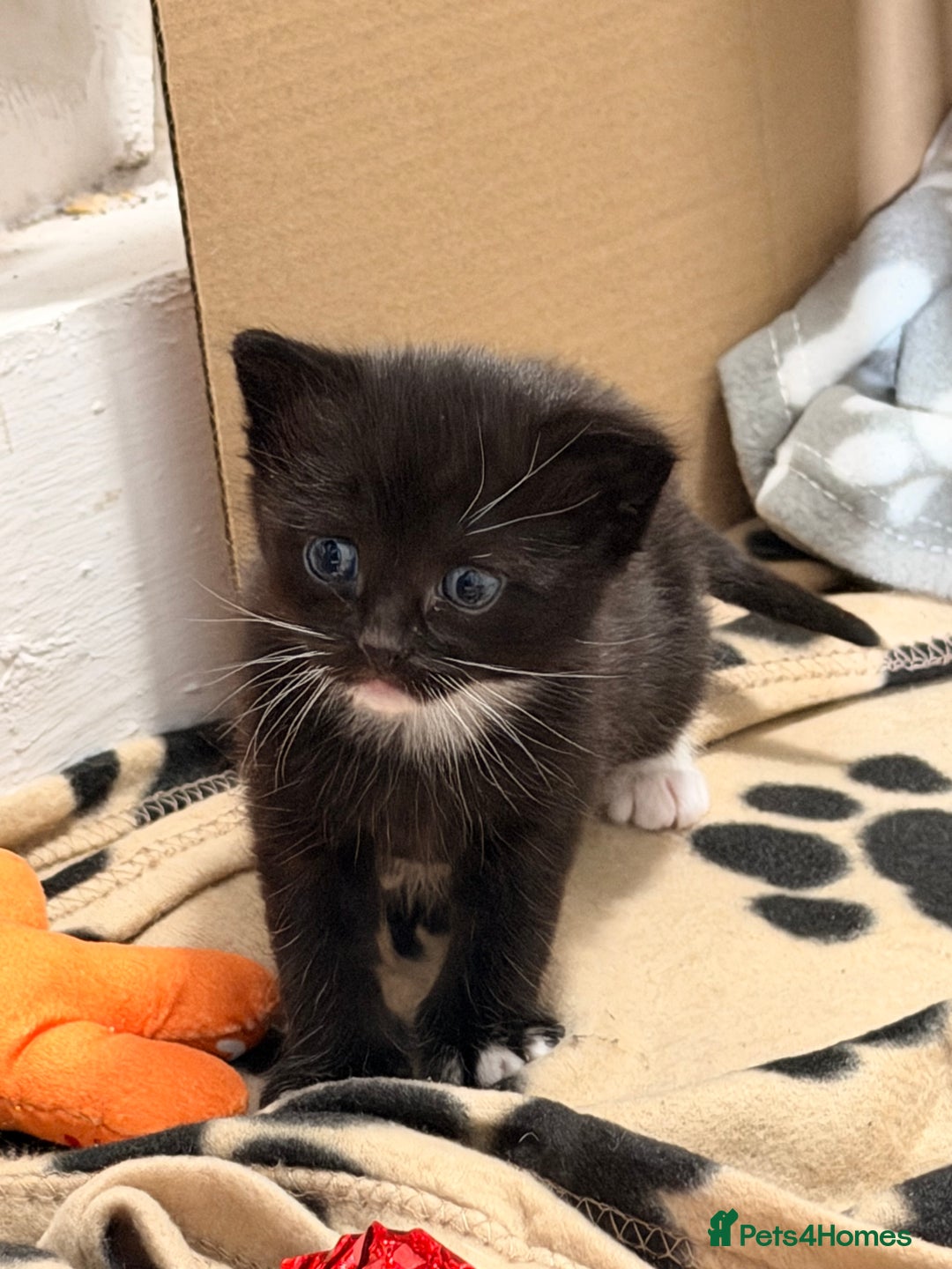 Domestic Shorthair cats for sale: 3 baby kittens ready for  **  eve - Advert 10